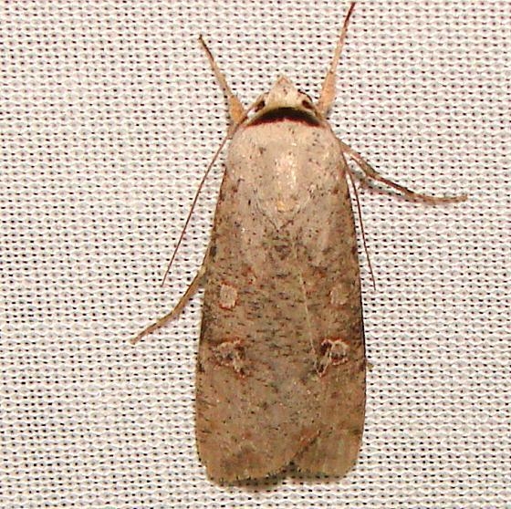 10901 Slippery Dart Moth Kissimmee Lake State Park 2-21-12 (17a)