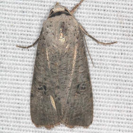 10902 Anicia forbesi Silver Springs St Pk Fl 9-25-18 (86)_opt