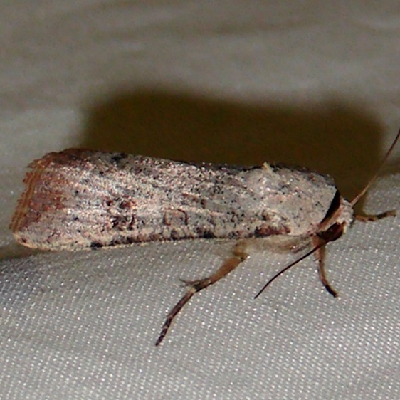 10902 Anicla forbesi Koreshan St Pk 3-15-11 (2)