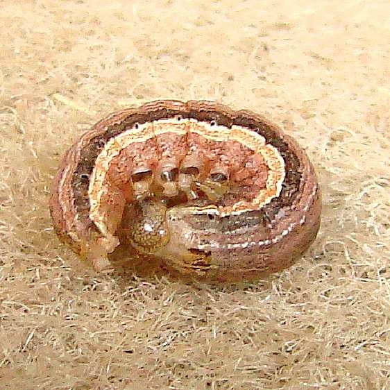 10903 Snowy Dart Caterpillar Thunder Lake UP Mich 6-23-12 (1)_opt