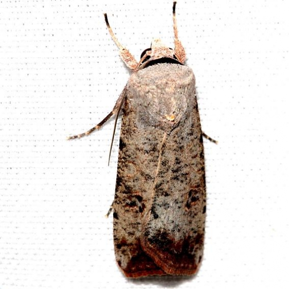 10903 Snowy Dart Moth Lake Kissimmee St Pk Fl 2-28-13 (20a)