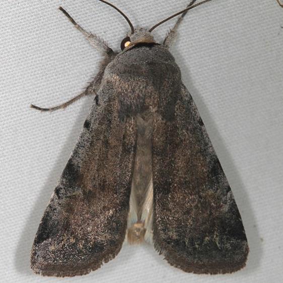 10904 Anicla beata BG Mesa-Verde Natl Pk Colorado 6-10-17