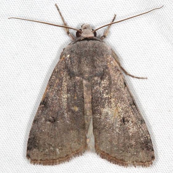 10904.1 Anicia mus BG Bluewater Lake St Pk New Mexico 5-21-17(13)_opt