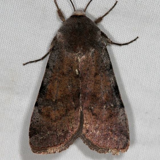 10905 Anicia exuberans BG Mesa Verde Natl Pk Colorado 6-10-17 (17)_opt