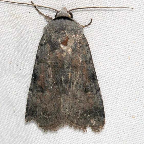 10910.1 Anicla espoetia Black Canyon at the Gunnison Natl Pk Colorado 6-13-17 (6)_opt