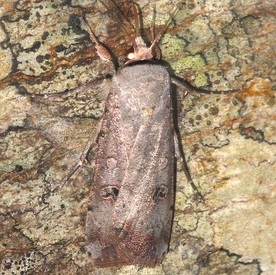 10911 Green Cutworm Moth Leslie Angel's house Tenn 8-24-12 (58a)