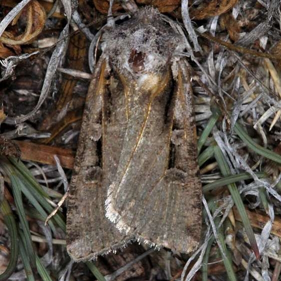10914 Hemieuxoa rudens Bluewater Lake St Pk New Mexico 5-22-17 (11)_opt