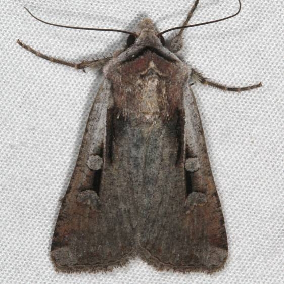10914 Hemieuxoa rudens White House Campground Grand Staircase Escalante Utah 5-26-17 (1)_opt