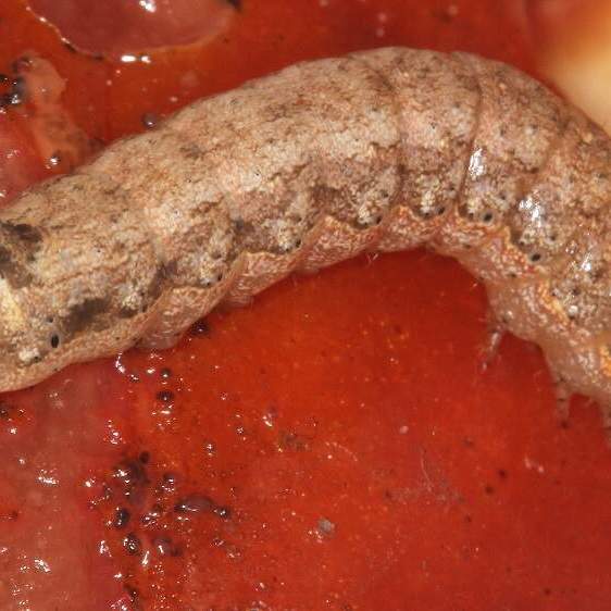 10915 Variegated Cutworm Moth yard 9-1-20