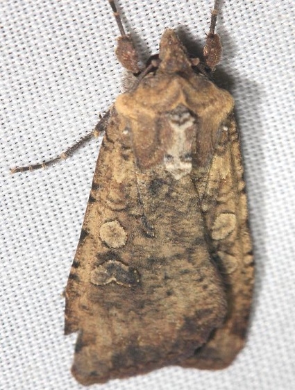 10915 Variegated Cutworm Moth yard 9-4-12 (28a)