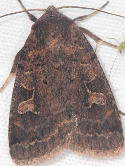 10917 Diarsia  ubifera BG Goose Bay Camp Lac Seul Ccanada  7-31-22