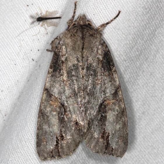 10921 Fluid Arches Moth Thunder Lake UP Micha 6-24-15 (16)_opt