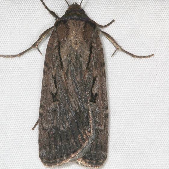 10926.1 Spaelotis bicava Pine Lake campground Dixie Natl Forest Utah 6-2-17 (56)_opt