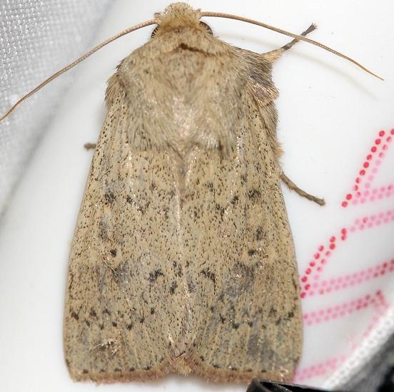 10928 Double Dart Moth yard 5-14-12