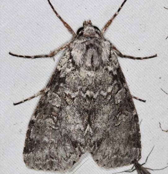 10929 Great Brocade Moth Lake of the Woods Ontario 7-26-16 (30a)_opt
