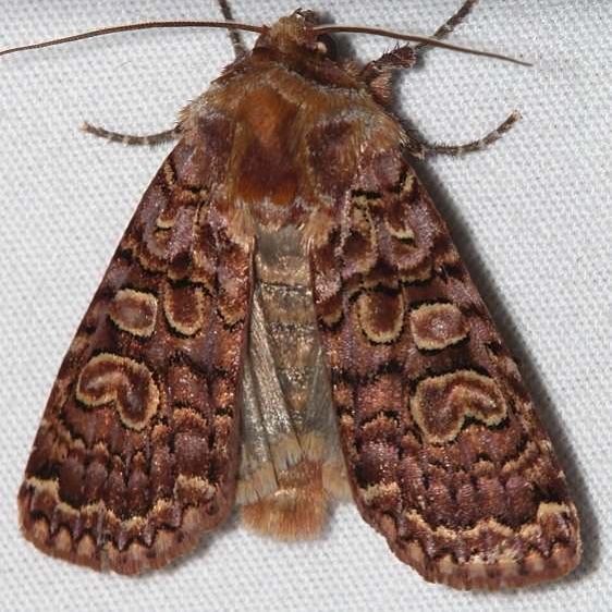 10941 Xestia bolteri Mueller St Pk Colorado 6-20-17 (27)_opt