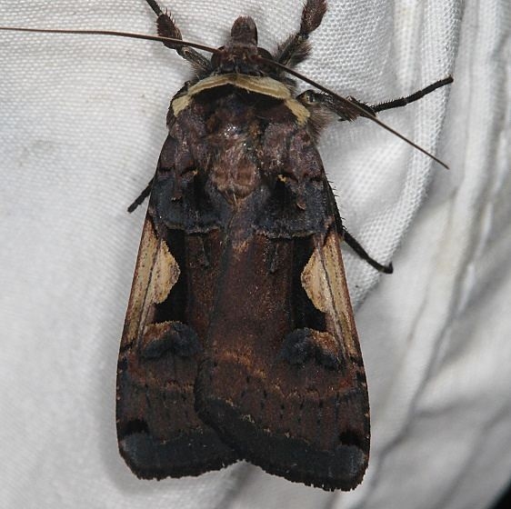 10942 Lesser Black-letter Dart Moth Ash Rapids Lodge Lake of the Woods Ont 7-23-17 (9)_opt