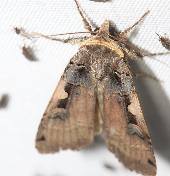 10942.1 Greater Black-letter Dart Moth Thunder Lake UP Mich 6-24-12 (8a)
