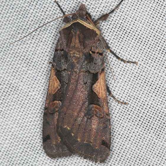 10942.1 Greater Black-letter Dart yard 8-17-16