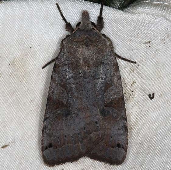 10944 Smith's Dart Moth yard 9-2-14