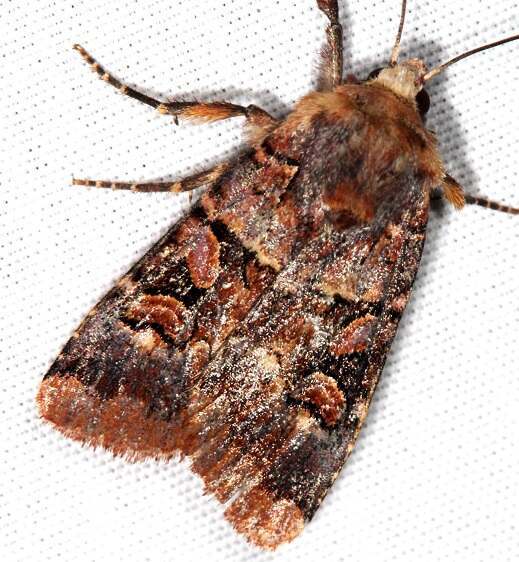 10947 Rosy Dart Xestia oblata BG Goose-Bay-Camp-Lac-Seul-Can-7-25-22
