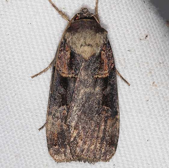 10951 Morrisons Sooty Dart Moth Coyote Run Preserve 9-19-19