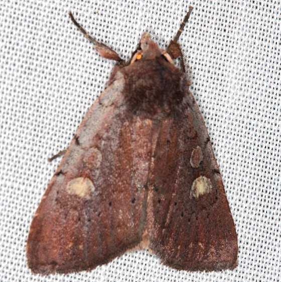 10969 Dull Reddish Dart Moth Village Creek St Pk, Texasa 11-6-13 (52)_opt