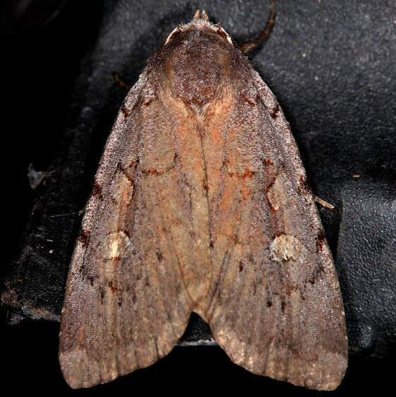 10969 Dull Reddish Dart-Thunder Lk Mich 8-31-21