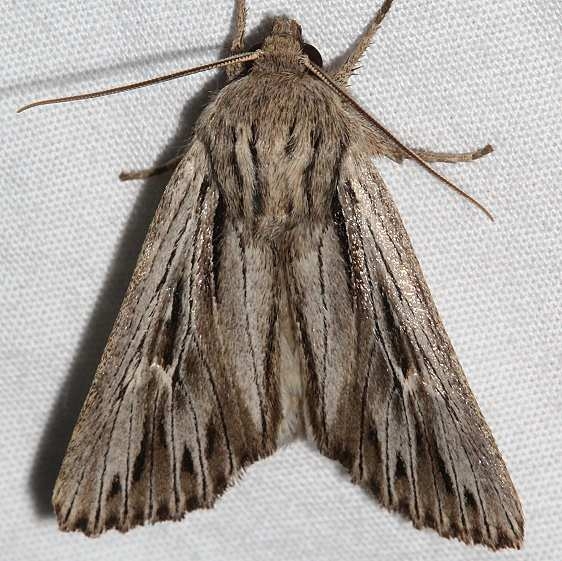 10976 Satagrotis radiola Colorado National Monument 6-18-17 (22)_opt