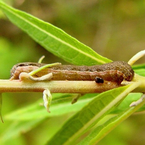 10994 Reddish Speckled Dart Caterpillar Sea Gull Lake BWCA Minn 7-2-12