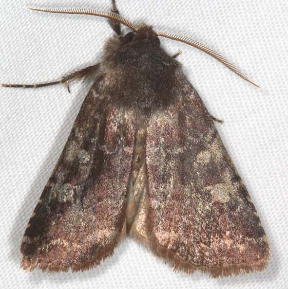 10994 Reddish Speckled Dart yard 4-6-21