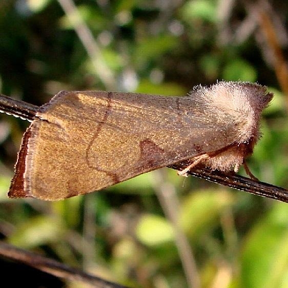 10998 Bent-lined Dart laying eggs Darby Metro Ancient Traila 10-10-09 (2)_opt