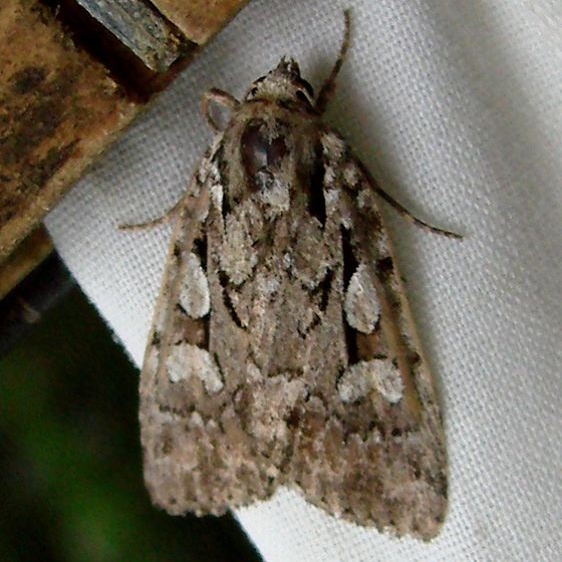 10999 Aplectoides condita Thunder Lake UP Micha 6-20-09 (11)_opt