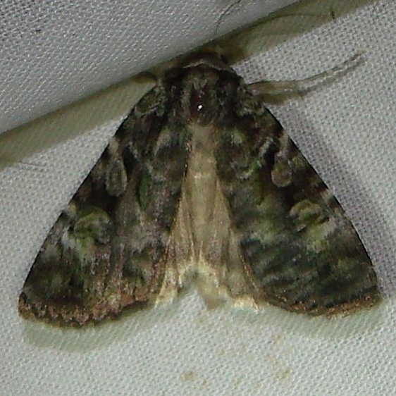 11000 Green Arches Anaplectoides prasina Thunder lake Mich 6-23-10a_opt