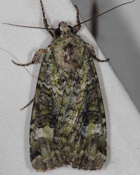 11000 Green Arches Moth Lake of the Woods Ontario 7-27-16 (24a)_opt