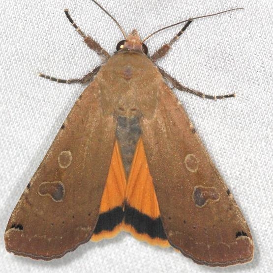 11003.1 Large Yellow Underwing Moth yard 5-27-13 (14)