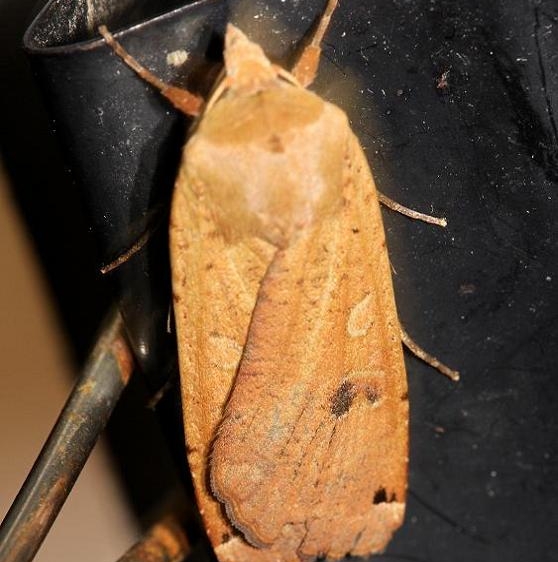 11003.1 Large Yellow Underwing Thunder Lake 9-29-12 (13a)