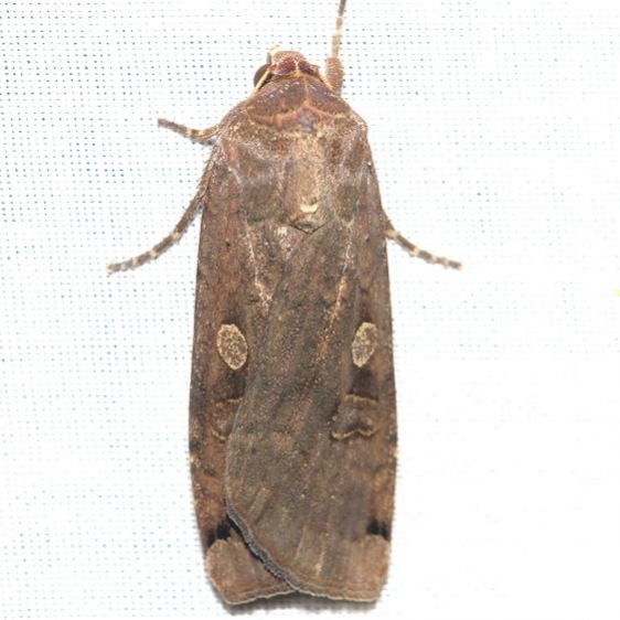 11003.1 Large Yellow Underwing yard 6-7-12