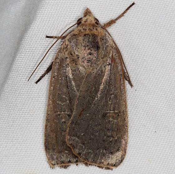 11003.2 Lesser Yellow Underwing Moth yard 10-6-15