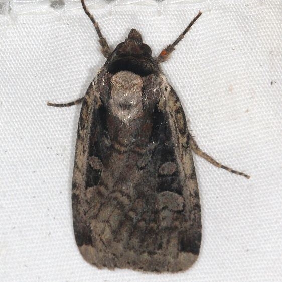11007 Sigmoid Dart Lake of the Woods Ontario 7-18-16 (23a)_opt