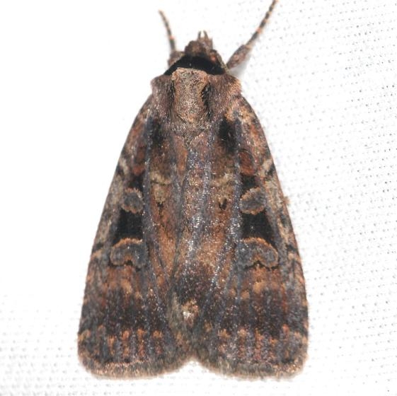 11008 Two-spotted Dart Thunder Lake Mich 6-23-12 (72a)