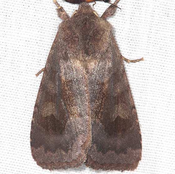 11010-Leafy-Dart-yard-9-20-19-2_opt