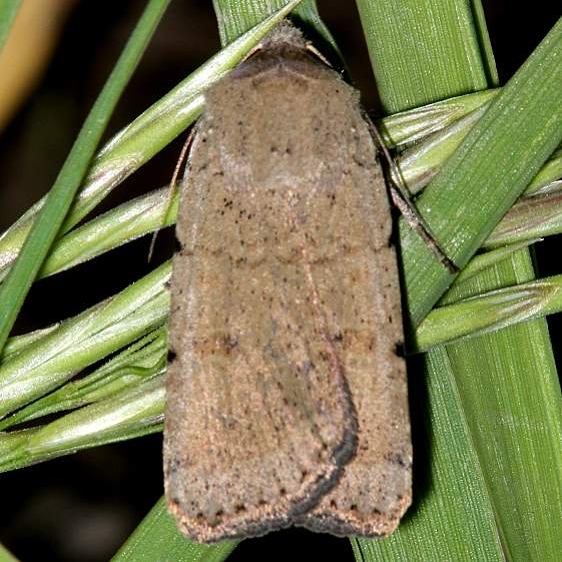 11028 Abagrotis baueri Mesa Verde Natl Pk Colorado 6-10-17 (74)_opt