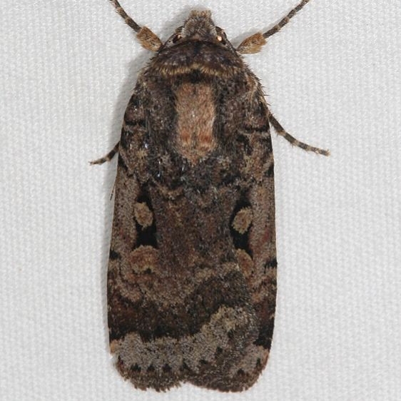 11035 Abragotis discoidalis Mesa Verde National Pk Colorado 6-9-17 (25)_opt