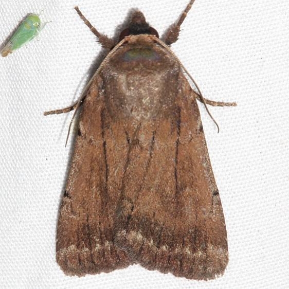 11040 Abagrotis reedi tentative worn Colorado National Monument 6-18-17 (61)_opt