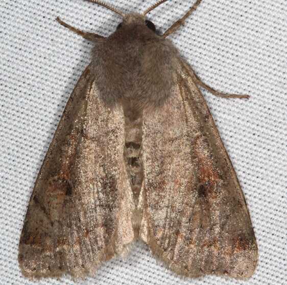 11041 Abagrotis placida yard 4-6-21