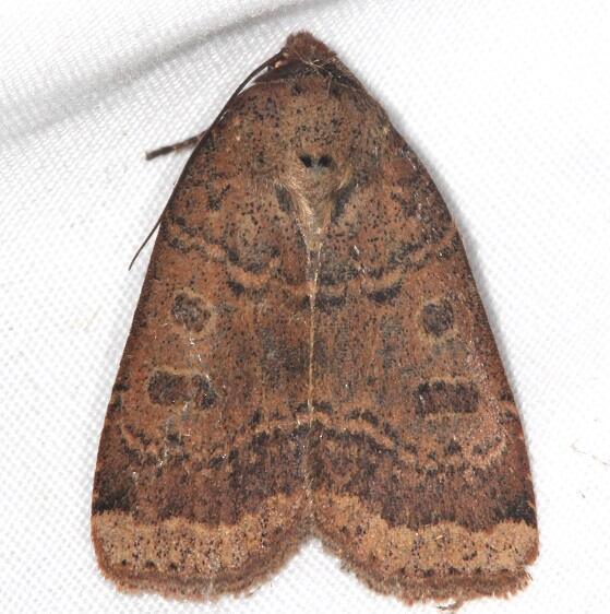 11043 Cupid Dart Moth Warriors Path St Pk Tenn 9-7-20