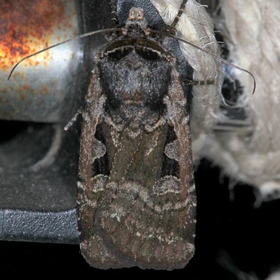 11047 Parabagrotis exsertistigma Mesa Verde National Pk Colorado 6-9-17 (23)_opt