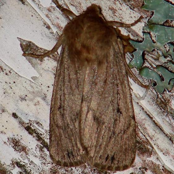 11051 Ufeus saturicus Thunder Lake UP Micha 9-28-09 (1)_opt