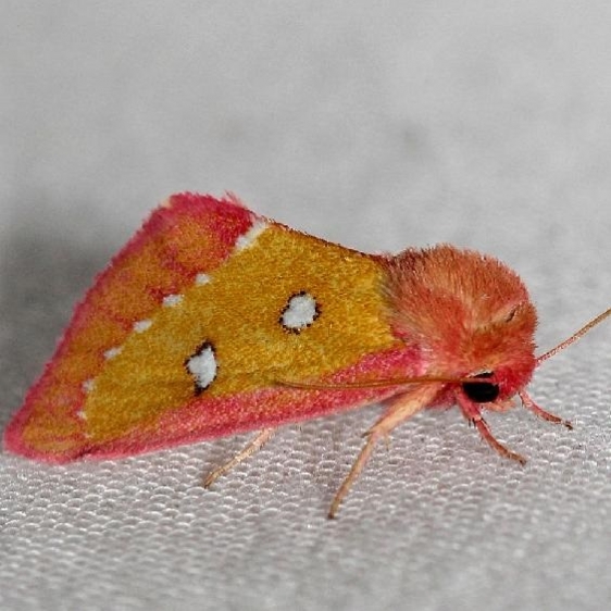 11055-Pink-Star-Moth-Lake-Kissimmee-St-Pk-Fl-2-28-13-22a